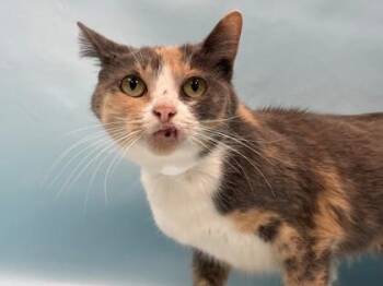 Rosie -  Domestic Short Hair Cat for Adoption in Minneapolis, Minnesota - Rosie | PetCurious
