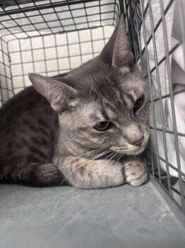 Domestic Short Hair Cats Available for Adoption in Las Vegas, Nevada - CHARRA | PetCurious