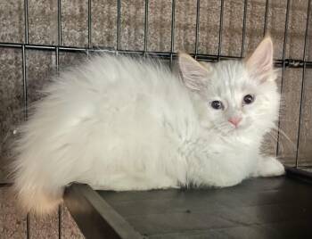 Shy -  Siamese Cat for Adoption in Export, Pennsylvania - Shy | PetCurious