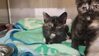 LUCY -  Domestic Short Hair Cat for Adoption in Tustin, California - LUCY | PetCurious