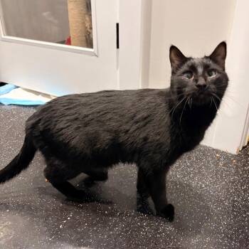 Domestic Short Hair Cats Available for Adoption - Jackson | PetCurious