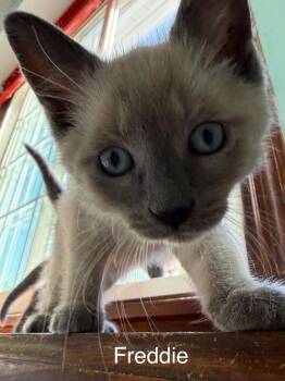 Freddie (bonded w/Elton) -  Domestic Short Hair Cat for Adoption in WDM, Iowa - Freddie (bonded W/Elton) | PetCurious