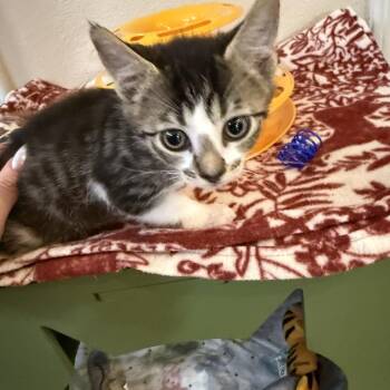 PRINCESS Medi -  Domestic Short Hair Cat for Adoption in Priest River, Idaho - PRINCESS Medi | PetCurious