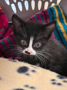 Velcro -  Domestic Short Hair Cat for Adoption in Fruit Heights, Utah - Velcro | PetCurious