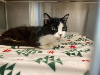 EMILY -  Domestic Short Hair Cat for Adoption in Tustin, California - EMILY | PetCurious