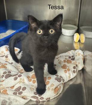 Tessa -  Domestic Short Hair Cat for Adoption in Ulster, Pennsylvania - Tessa | PetCurious