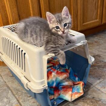 Blessing -  Domestic Short Hair Cat for Adoption in Bulverde, Texas - Blessing | PetCurious