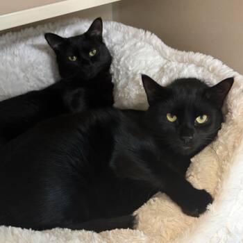 Shiloh & Eden -  Domestic Short Hair Cat for Adoption in Eatontown, New Jersey - Shiloh & Eden | PetCurious
