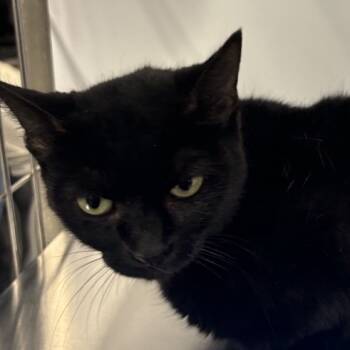 Rescue Domestic Short Hair Cats for Adoption in New York, New York - Elena | PetCurious