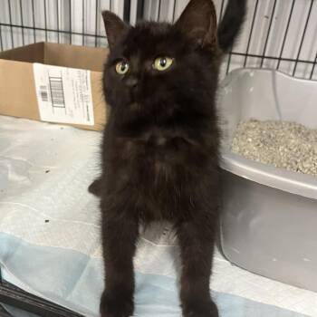 Domestic Short Hair Cats Available for Adoption - Tiny | PetCurious