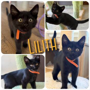 Lilith -  Domestic Medium Hair Cat for Adoption in Hollister, California - Lilith | PetCurious
