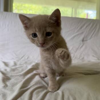 Jax -  Domestic Short Hair Cat Available for Adoption in Lemoyne, Pennsylvania - Jax | PetCurious