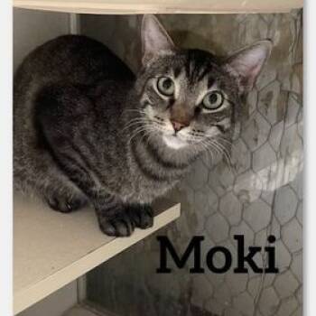 Rescue Domestic Short Hair Cats for Adoption in Midland, Texas - Moki | PetCurious