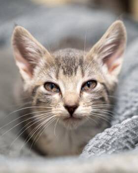Nugget -  Domestic Short Hair Cat for Adoption in Pequot Lakes, Minnesota - Nugget | PetCurious