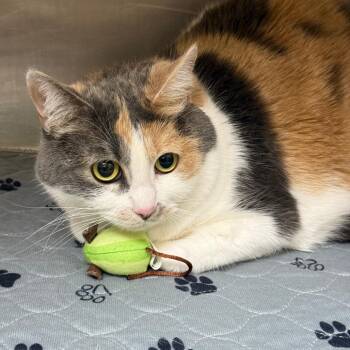 Platypus -  Domestic Medium Hair Cat for Adoption in Winston-salem, North Carolina - Platypus | PetCurious