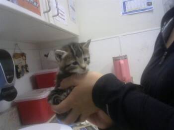FLEUR -  Domestic Short Hair Cat for Adoption in Albuquerque, New Mexico - FLEUR | PetCurious