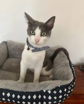 Rescue Domestic Short Hair Cats for Adoption in Huntington Beach, California - Murry | PetCurious