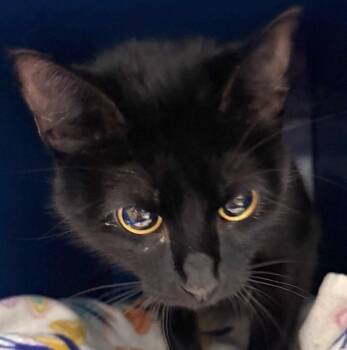 Midnight -  Domestic Short Hair Cat for Adoption in Sault Ste. Marie, Michigan - Midnight | PetCurious