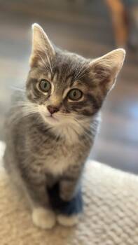 Tabby Cats Available for Adoption in Anthem, Arizona - Fedora - Hat Litter | PetCurious