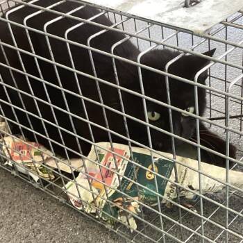 Domestic Medium Hair Cats Available for Adoption in Montgomery, Alabama - Montgomery Kitty 104 | PetCurious