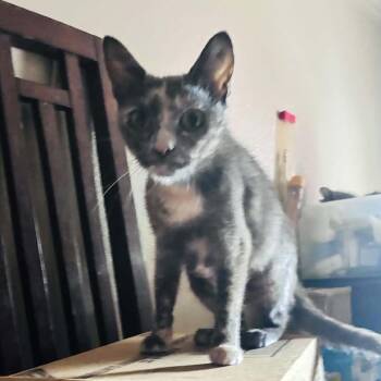 Emily -  American Shorthair Cat for Adoption in Mount Vernon, Arkansas - Emily | PetCurious