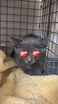 Domestic Short Hair Cats Available for Adoption in Las Vegas, Nevada - PHILLIP | PetCurious