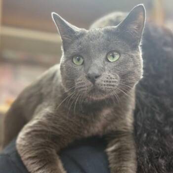Finnegan -  Domestic Short Hair Cat Available for Adoption in Boston, Massachusetts - Finnegan | PetCurious