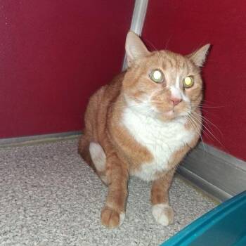 Domestic Short Hair Cats Available for Adoption in Lake Havasu City, Arizona - Blackie | PetCurious