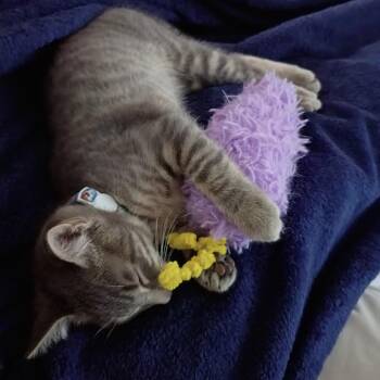Vine -  American Shorthair and Domestic Short Hair Cat for Adoption in Spring Hill, Kansas - Vine | PetCurious