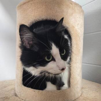 Aspen -  Domestic Medium Hair Cat for Adoption in South Elgin, Illinois - Aspen | PetCurious
