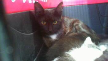 A1266841 -  Domestic Short Hair Cat for Adoption in Charlotte, North Carolina - A1266841 | PetCurious