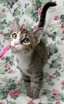 260808  Spindle -  Domestic Short Hair Cat for Adoption in Wetumpka, Alabama - 260808  Spindle | PetCurious