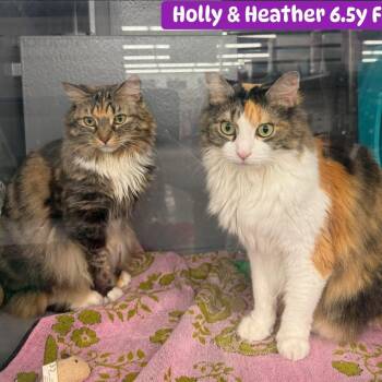 Domestic Long Hair Cats Available for Adoption in Palm Harbor, Florida - Holly & Heather | PetCurious