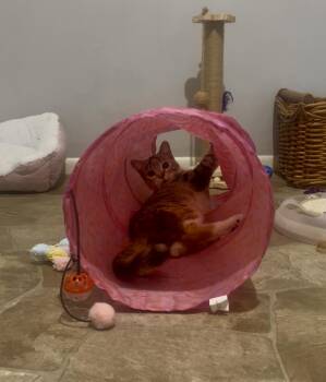 Rescue Domestic Short Hair Cats for Adoption - Rose | PetCurious