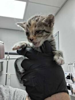 Monroe -  Domestic Short Hair Cat for Adoption in Sevierville, Tennessee - Monroe | PetCurious