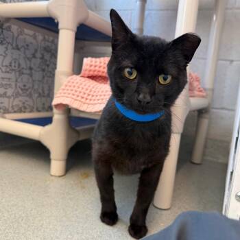 Galaxy -  Domestic Short Hair Cat for Adoption in Chicago, Illinois - Galaxy | PetCurious