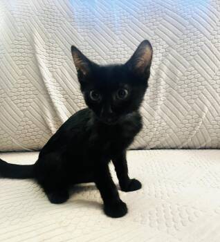 Rescue Domestic Short Hair Cats for Adoption in Joshua Tree, California - CLEM | PetCurious