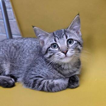 Waterbug -  Domestic Short Hair Cat for Adoption in Davenport, Iowa - Waterbug | PetCurious