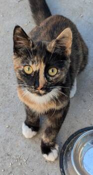 American Shorthair Cats Available for Adoption in Tracy, California - Cleo | PetCurious
