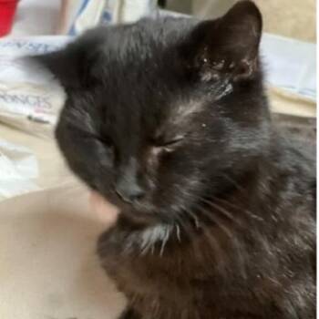 Rescue Domestic Short Hair Cats for Adoption in Union, Missouri - Velvet | PetCurious