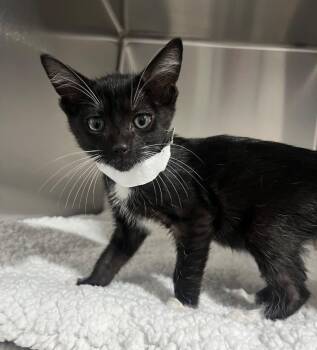 Domestic Short Hair Cats Available for Adoption in Labelle, Florida - Carol | PetCurious