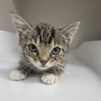 British Shorthair Cats Available for Adoption in Jupiter, Florida - Tart | PetCurious