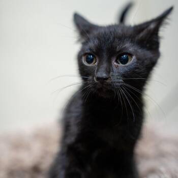 Elena -  Domestic Short Hair Cat Available for Adoption in Gainesville, Georgia - Elena | PetCurious