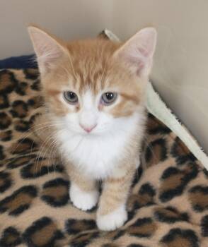Woody -  Domestic Short Hair Cat for Adoption in Tomah, Wisconsin - Woody | PetCurious