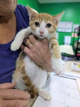 Bop-It -  Domestic Short Hair Cat for Adoption in Newburgh, Indiana - Bop-It | PetCurious