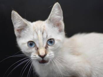 Dora -  Siamese Cat for Adoption in Portland, Oregon - Dora | PetCurious