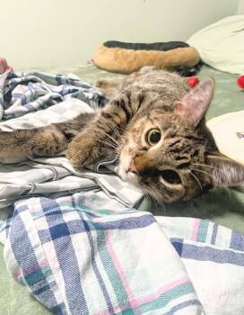 Skiddy -  Domestic Short Hair Cat for Adoption in Winnipeg, Manitoba - Skiddy | PetCurious