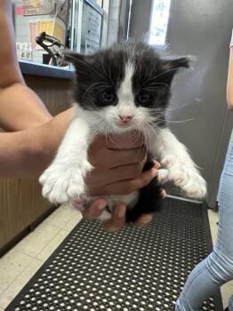 Rescue Domestic Short Hair Cats for Adoption in Stockton, California - REISHI | PetCurious