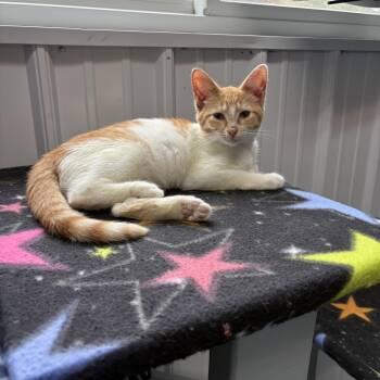 Jesse -  American Shorthair Cat for Adoption in Big Rapids, Michigan - Jesse | PetCurious