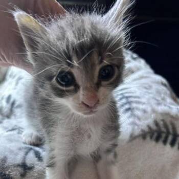 Jesse -  Domestic Short Hair Cat for Adoption in Bentonville, Arkansas - Jesse | PetCurious